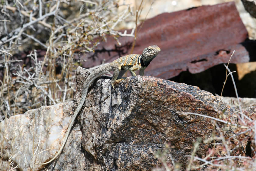 A large collared lizard stops us both in our tracks as we try to get our telephoto lenses mounted.