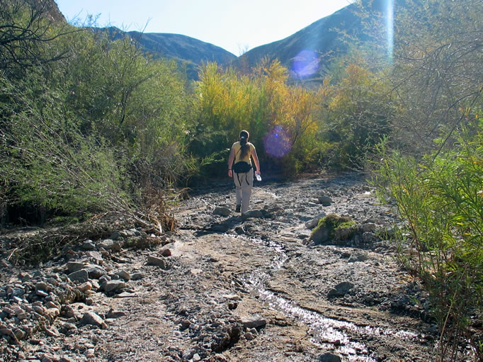 The spring is composed of small pools and trickles of water.  The vegetation is virtually impenetrable.
