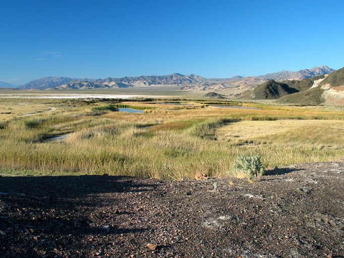 As we crest the little rise from the parking area, the springs unfold below us.  They are one of the largest fresh water springs in the northern Mojave Desert and seem totally out of place in this parched landscape.