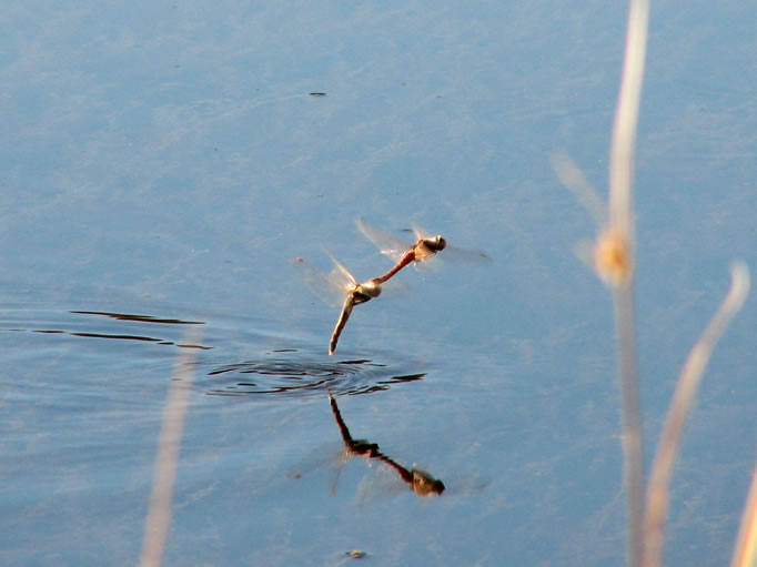 Two dragonflies work at making more.