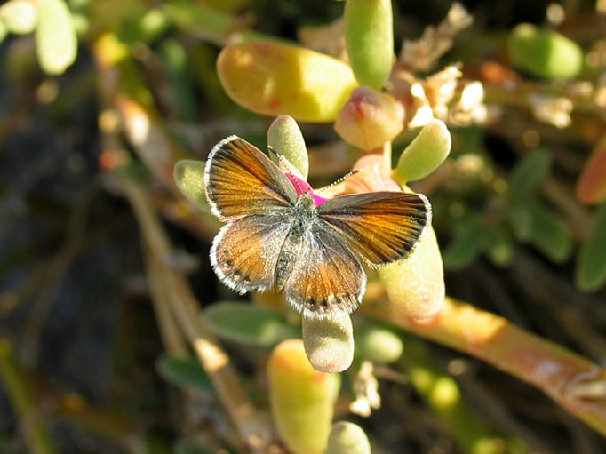 It was hard to get one to sit still for a photo as they were darting around these plants like bees!