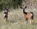 deer at Caspers Wilderness Park