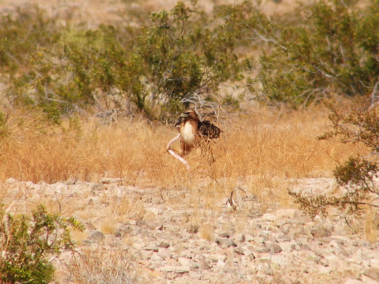 We soon realize that it has tangled with a big snake.  Here you can see the tail of the snake with the hawk's claw firmly clamped on it.