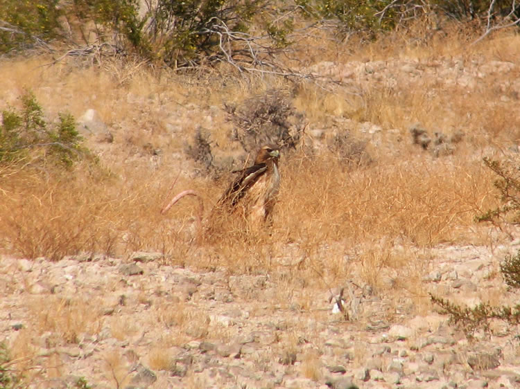 This shot makes it look like the hawk has a long tail! Just after this photo  the hawk lifted off and, with the large snake dangling beneath it, headed off toward the hills.  Unfortunately we missed that picture!