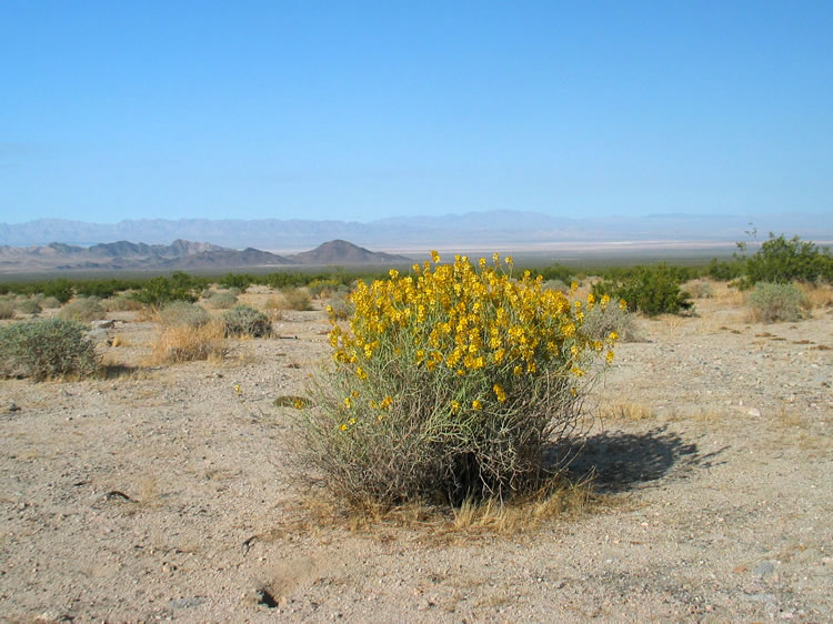 Alongside the Black Metal Mine Road are Desert Senna bushes with their brilliant yellow flowers lit up by the morning sun.