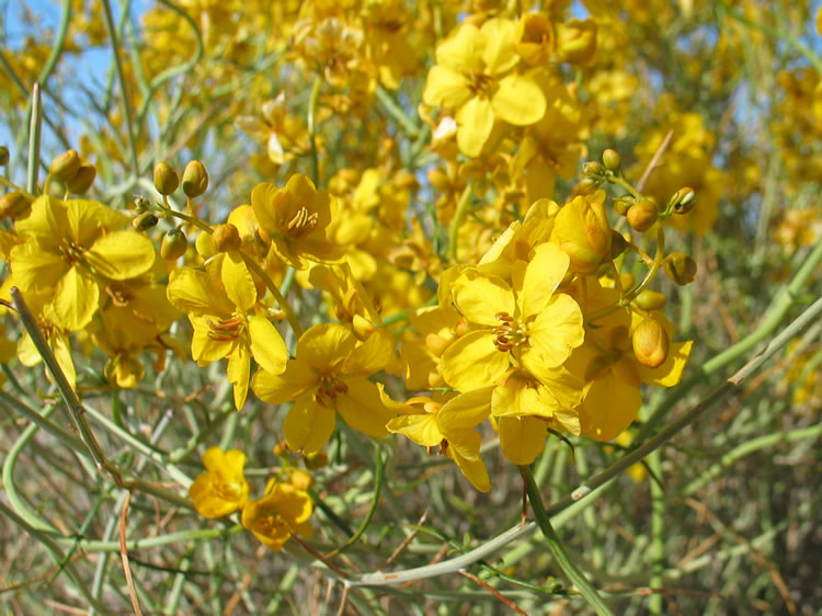 We stop for a closer look at the blossoms, which are frequented by the Cloudless Sulfur butterfly during the flowering season.