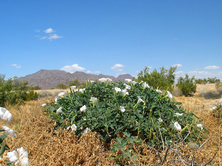 This has been one of the most universally used hallucinogenic and medicinal plants in the Southwest.  To the uninitiated, it's an extremely poisonous plant and can cause fever, delirium, convulsions and death.  So don't chew on it!