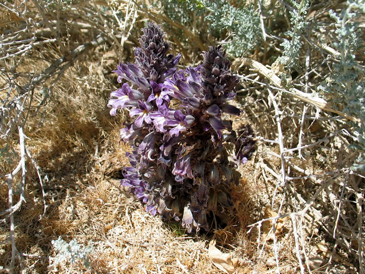 Another look at this strange plant.