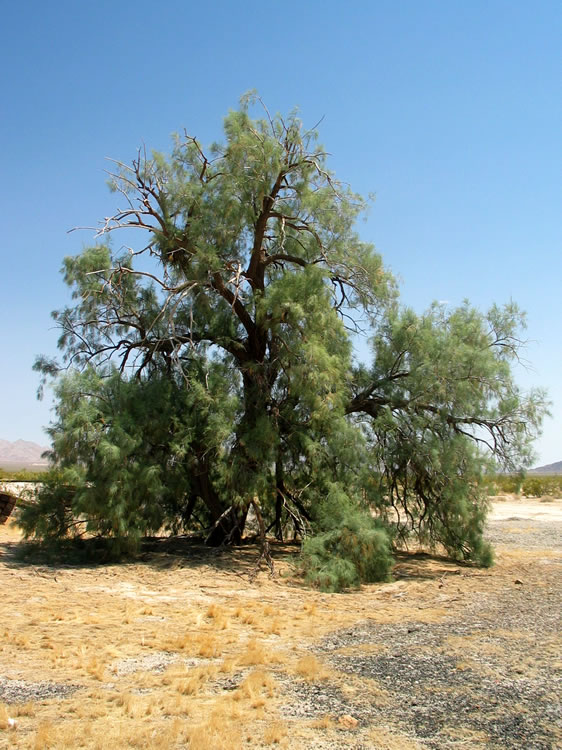 Standing in solitary isolation directly across the tracks from Archer is a large salt cedar tree.