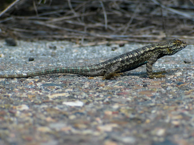 granite spiny lizard