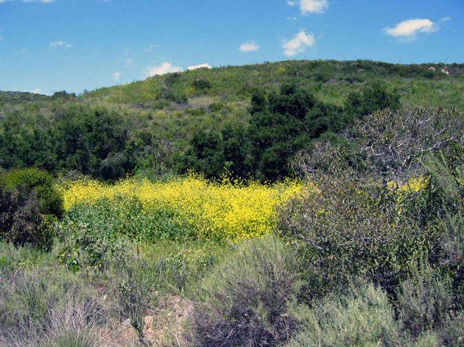 A field of wild mustard.