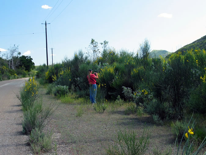 Jamie takes a close-up of Scotch broom.