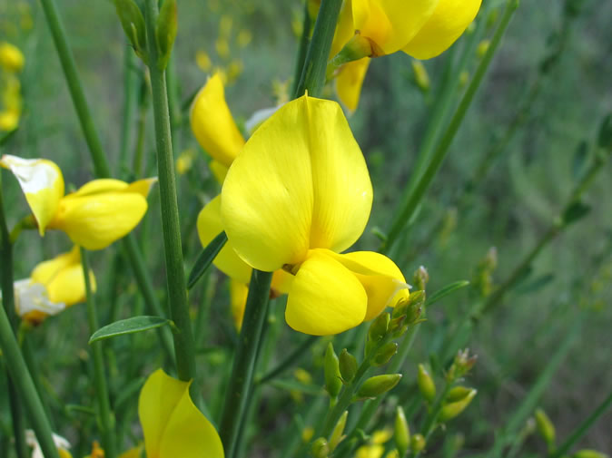 Scotch broom flower