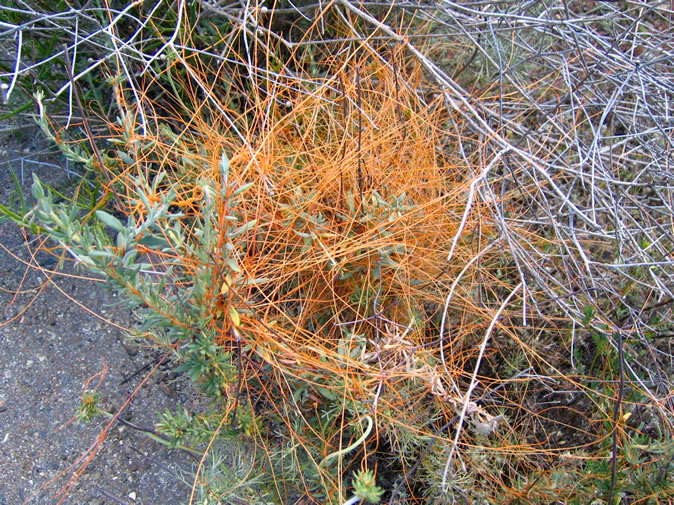 This orange-yellow, slender-stemmed parasite is called dodder.