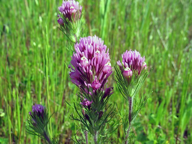 owl’s clover