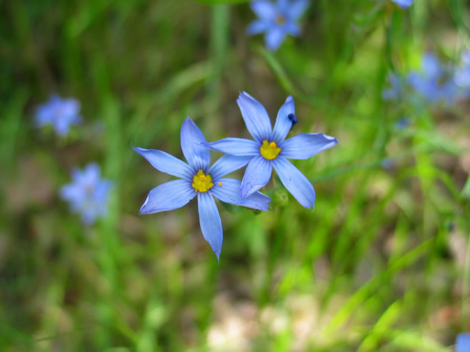 Blue-eyed grass, although very showy, produces no nectar.