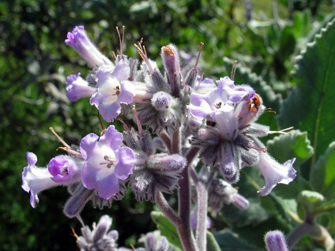 yerba santa