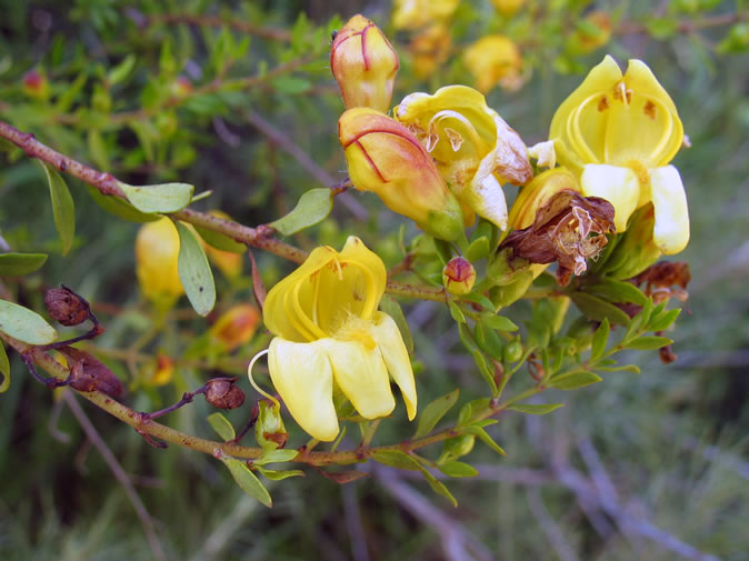 Snapdragon penstemon is one of only five species in the Keckiella genus, all of which are found in Southern California.