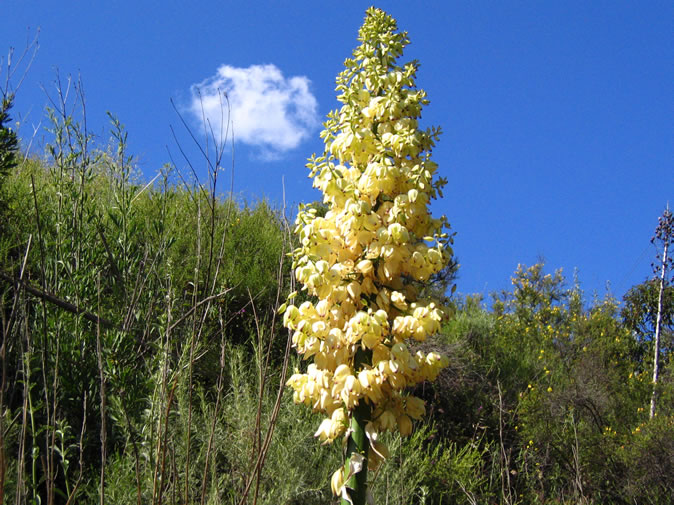 yucca bloom