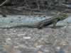 granite spiny lizard (75kb)