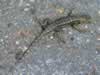 granite spiny lizard (157kb)
