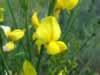 Scotch broom flower (51kb)