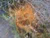 This orange-yellow, slender-stemmed parasite is called dodder. (191kb)