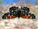 beetle on ocotillo at McCain Spring