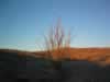 Ocotillo at sunset. (42kb)