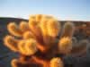 Cholla ablaze with the rays of the setting sun. (82kb)