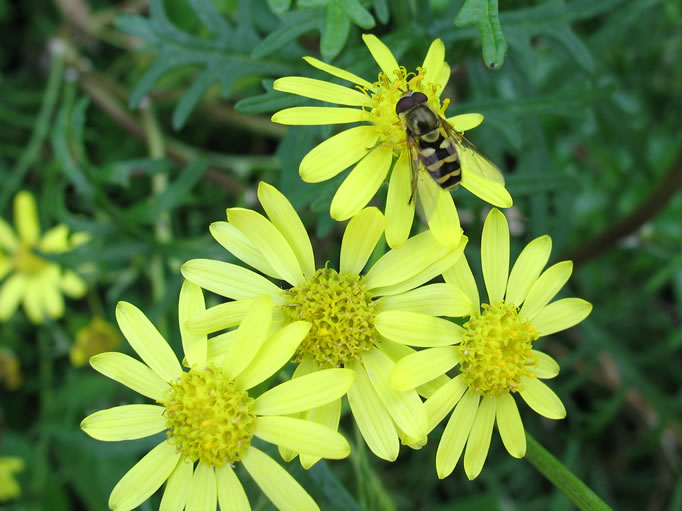 The insect were really enjoying the profusion of wildflowers.