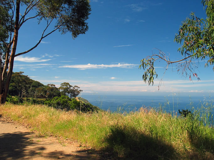 The eucalyptus trees along the trail provide some welcome shade.