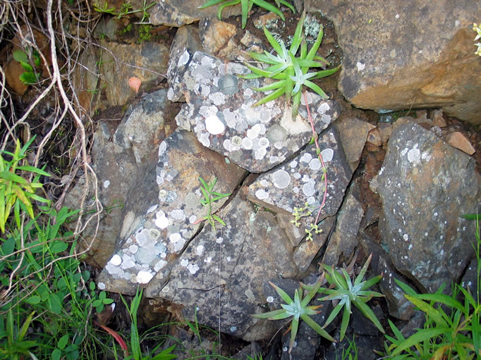 Several Catalina liveforever emerge from lichen covered rocks.
