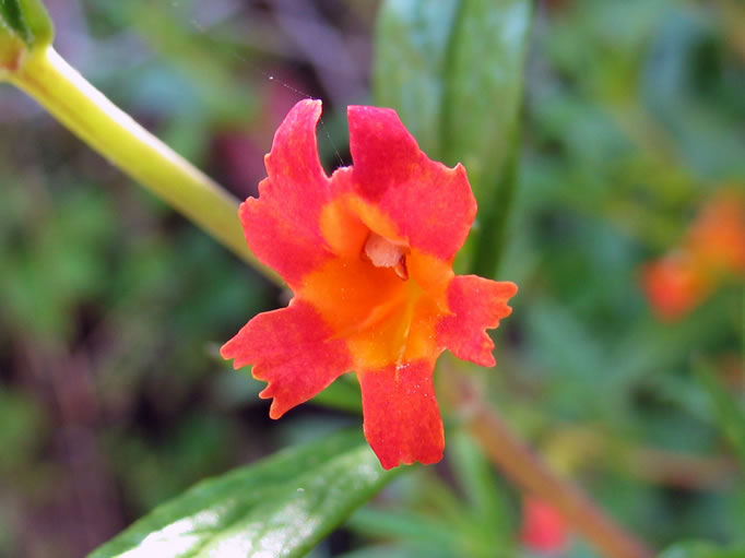 sticky monkeyflower