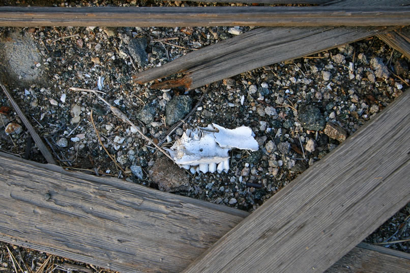 Planks, timbers and animal bones cover the floor now.