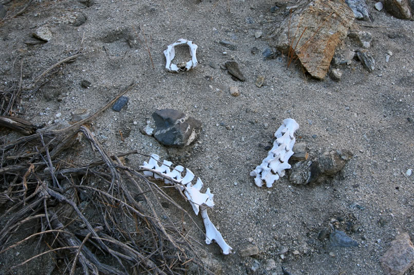 As we get nearer to the spring location the skeletal remains increase!