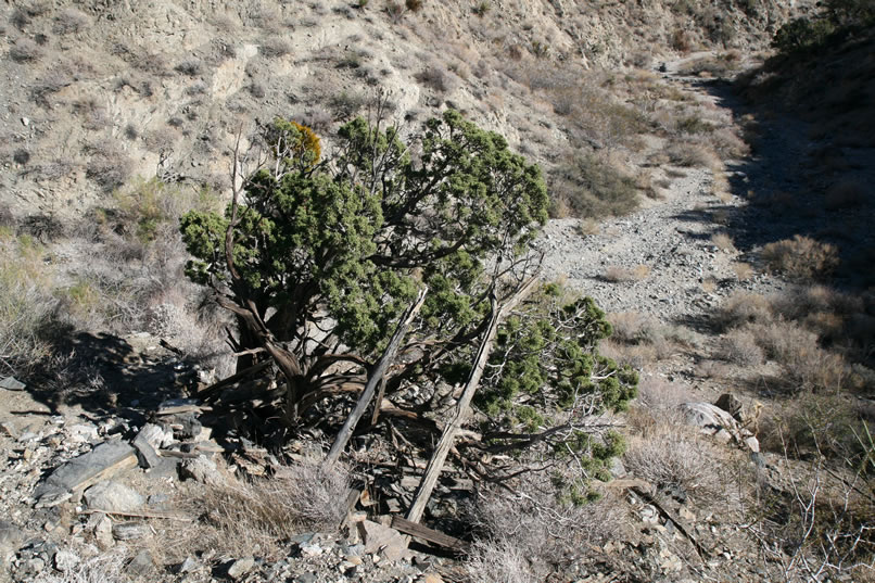 Just before she drops into the wash, she comes upon the scant remains of the juniper tree shelter that Bill had fancifully decorated and used as sort of a meditation spot.