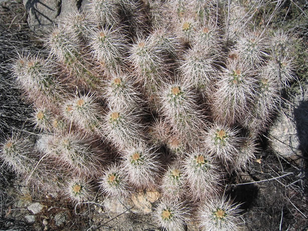 We're guessing a hedgehog cactus.