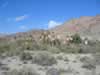 A view of Corn Spring from the south petroglyph site. (63kb)