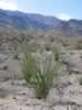 Surprisingly the ocotillos were in bloom. (101kb)