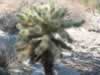 Big cholla. (97kb)