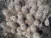 We're guessing a hedgehog cactus. (140kb)