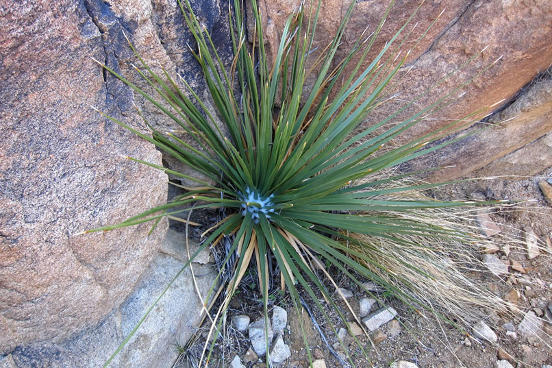 We're surprised to see that this nolina has a fair amount of unmelted snow at the base of its leaves.  Apparently, this area received a dusting of snow last night and it has yet to melt away in some shaded areas.