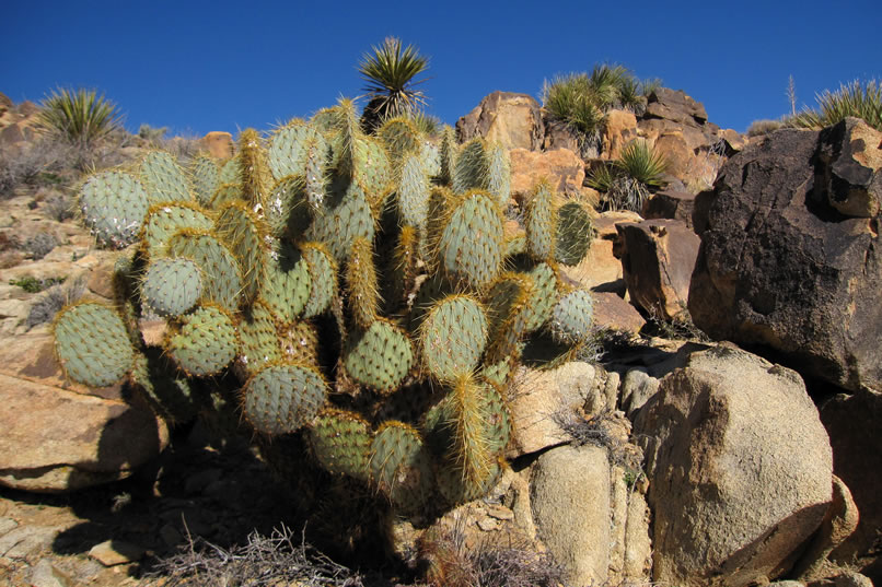 There's also plenty of healthy vegetation to admire, too, such as this pancake prickly pear cactus.