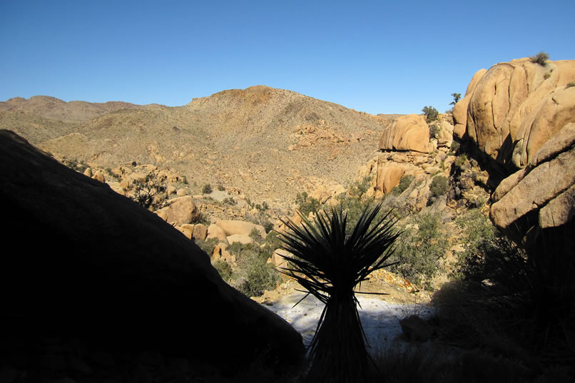 That white stuff just beyond the yucca is snow that's survived in a shaded patch.