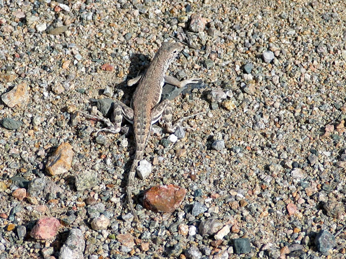 The washes were alive with swift running zebra-tail lizards.