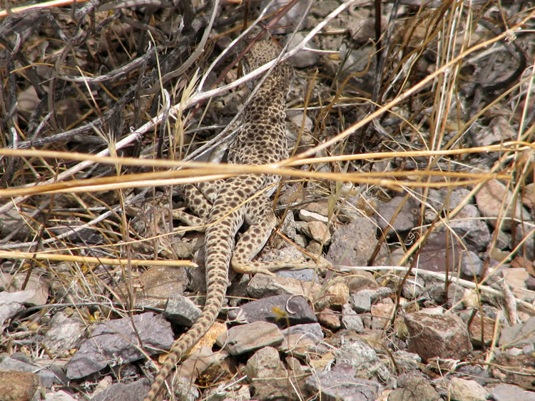Later we come upon a leopard lizard.  We haven't seen many of these.  They're mostly carnivorous and prey on other lizards as well as insects.