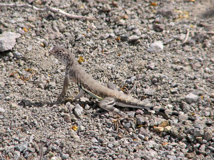 Another zebra-tail,  or are we being followed by the one we saw down by the mine?