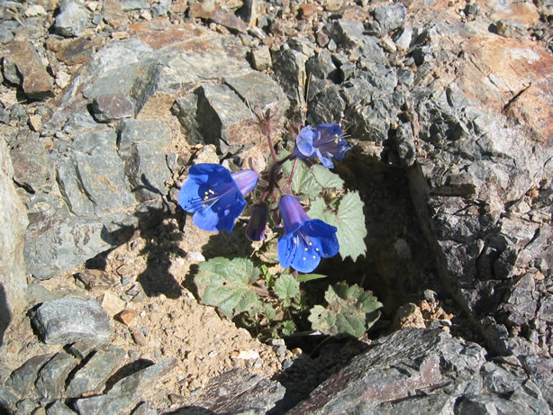 desert canterbury bells