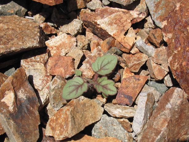 Being a plant is tough up here.